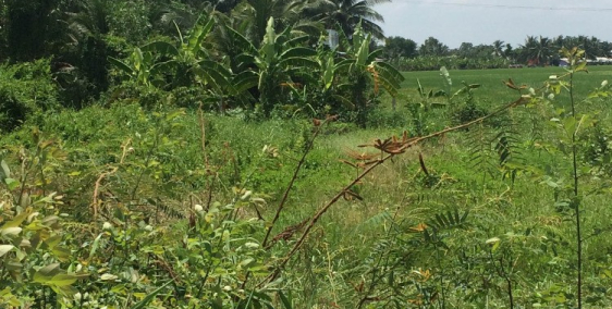 Bán đất thổ cư, MT tỉnh lộ 833, H. Tân Trụ - LA.