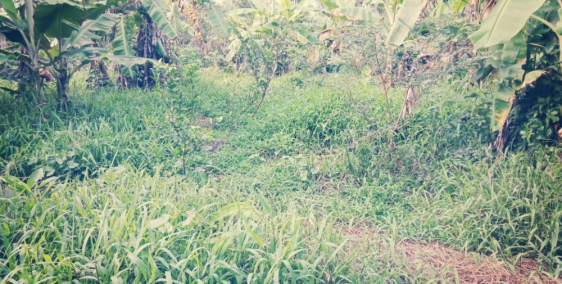 Đất gần lộ công vụ cách kcn hoà bình 1km