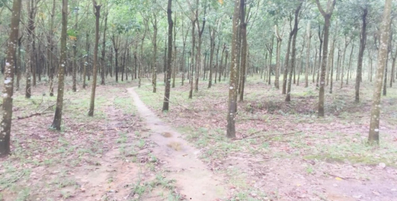 Bán vườn cao su sổ hồng riêng tại Thống Nhất