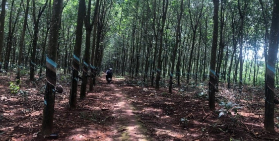 Chính chủ bán gấp 3,5 ha đất mặt tiền lộ giới 30m. lh 0979398942