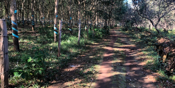 Chính chủ cần tiền bán gấp 2ha cao su giá mềm