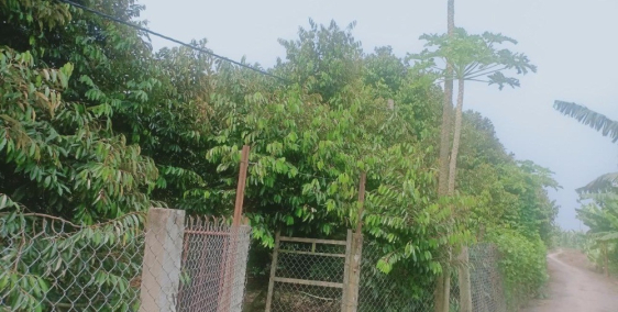 BÁN ĐẤT TRỒNG SẦU RIÊNG RI 6- ĐẤT CỒN NỔI SÔNG TIỀN