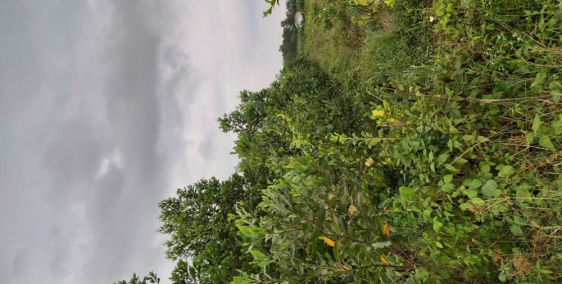 Giảm giá sập sàn đất Xuân Thành