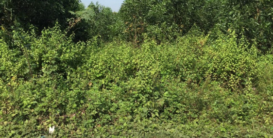 Cần bán lô đất chờ lên thổ cư dt 336m2 vị trí I đường 12m tại Phường Tam Phước