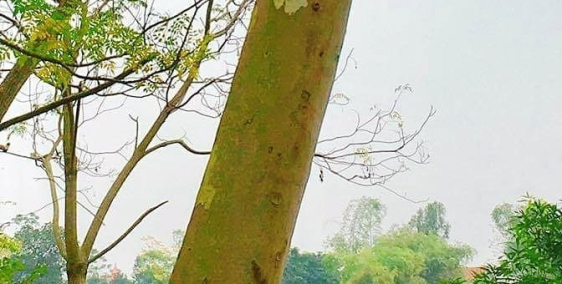 Cần bán đất chính chủ tại Sóc Sơn, Hà Nội