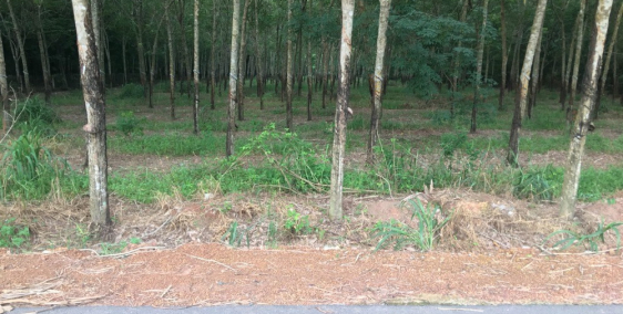 Bán gấp lô đất MT đường nhựa 12m tại xã Minh Thạnh, Dầu Tiếng, giá tốt