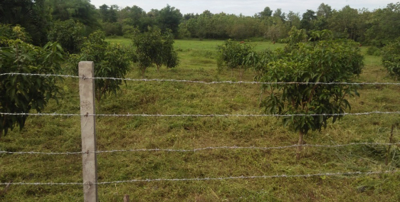 bán Đất trồng cây 9143m2 có 300m2 thổ cư với 127m mặt tiền đường xe hơi