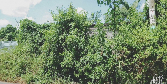 Bán đất vườn 330m2 ngang 7m giá 3,050 tỷ mặt tiền đường nhựa Phạm Tấn Mười