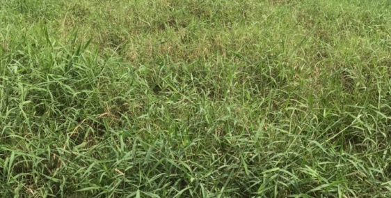 Bán đất vườn 472m2 ngang 10m đường Nguyễn Văn Thê, Qui Đức Bình Chánh giá 2,4 tỷ