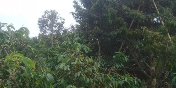 Cần bán gấp Vườn cây ăn trái ( Sầu riêng, chôm chôm, quýt .. ) xen cà phê