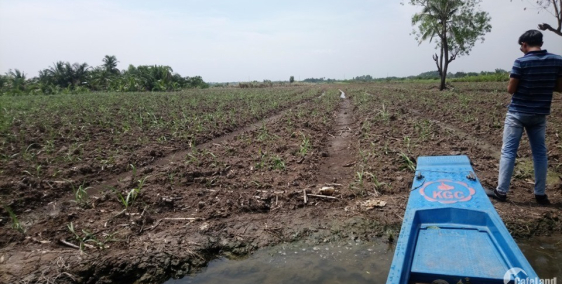 đất vườn mặt tiền rạch lớn gần cát lái giá rẻ chỉ 1,2tr/m2