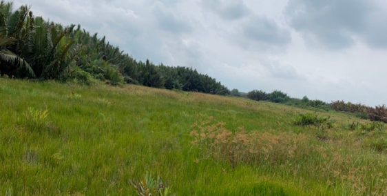 bán đất vườn trồng cây lâu năm xã phú đông gần cát lái, bao rẻ nhất xã