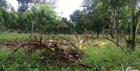 Gia đình tôi cần bán gấp 1000m2 đất hiện đang trồng cây măng cụt H. Thống Nhất