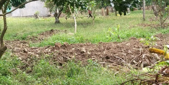 bán 1000m2 đất  đã có trồng cây măng cụt giáp ranh thị trấn Dầu Giây