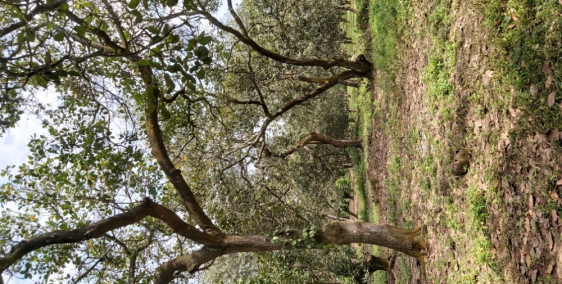 Cần bán gấp 3,2 ha điều xã Xuân Tâm