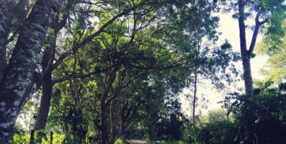 chạy nợ,bán khẩn trương lô đất thổ cư mặt tiền tỉnh lộ 7 An Nhơn Tây giá 570tr