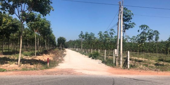 Kẹt tiền kinh doanh hoa tết bán gấp lô đất dầu tiếng 450tr/1000m2, sổ hồng riêng