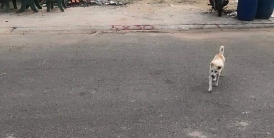 Đất Hóc Môn giá chỉ 12 triệu/m2 diện tích 120m2 ngang 5m .