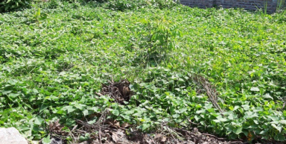 cần bán mảnh đất tại xuân bách, sóc sơn chỉ 500tr/66m2, gần kcn nội bài,