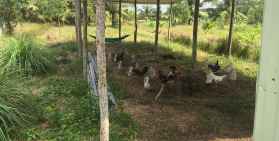 875m đất vườn có nhà có điện dân ở đông có nhà hai bên