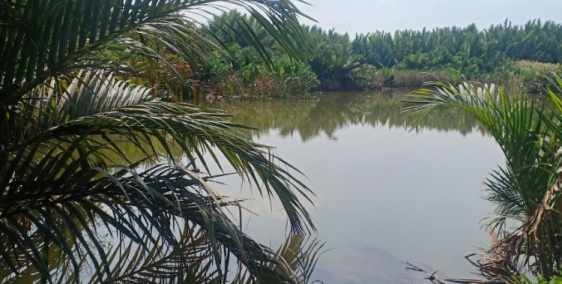 Bán đất ao hiện đang nuôi tôm giá rẻ