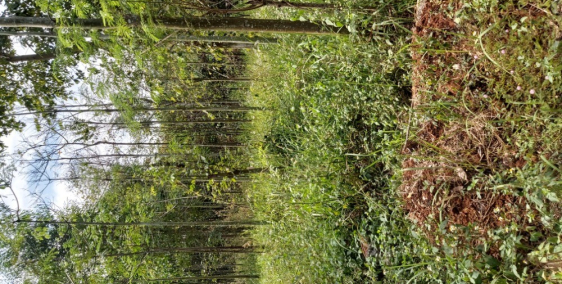 Cần bán lô đất đẹp tại Thị trấn Gia Ray