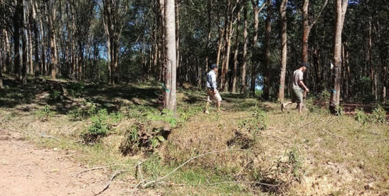 16 ha đất cao su giá chỉ 450trieu/ha sổ chính quy liên hệ ngay 0916443463