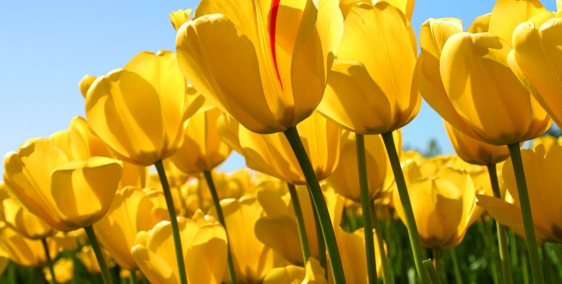 Nhà cho thuê, Hẻm 54 đường Hùng Vương