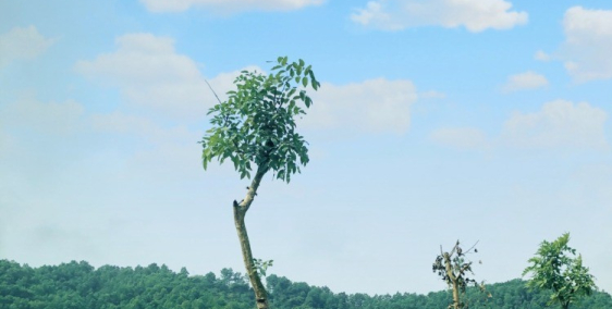 Xu hướng đầu tư 2020 - Biệt thự nghỉ dưỡng ven đô