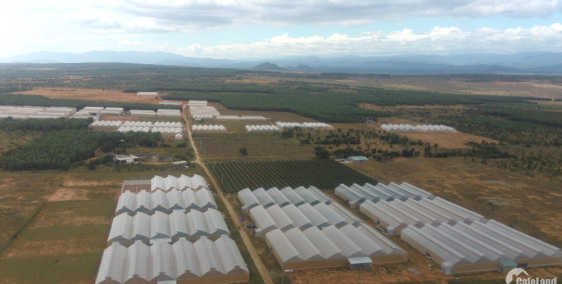 Chính Chủ Cần Bán Gấp Mấy Lô đất Trồng Cây Hàng Năm ở Bình Thuận. 50-70 ngàn/m2