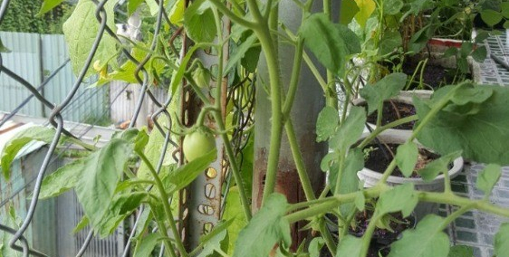 Bán nhà phố rộng rãi thoáng mát hướng đông nam và tây nam