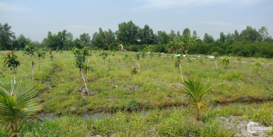 Tôi cần bán 3000 m2 đất trồng chanh tại xã Bình Đức Bến Lức Long An