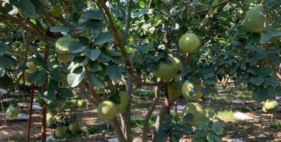 Đất trồng bưởi đang cho thu hoạch , 7.000 m2 , Làng bưởi Tân Triều