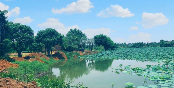 Bán nhanh lô đất siêu đẹp sát hồ điều hòa tại Hòa Lạc giá siêu rẻ
