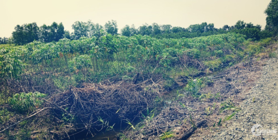 Tôi cần bán miếng đất vườn tại xã Thạnh Hoà huyện Bến Lức tỉnh Long An