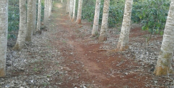 Bán đất nghỉ dưỡng và trồng rau sạch ở lâm đồng.