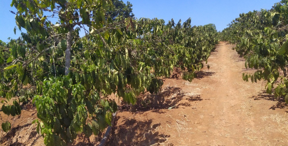 Bán đất trồng rau sạch và khu nghỉ dưỡng ở TaiHin lâm đồng.