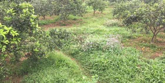 Bán gấp 7ha cam đang kì thu hoạch, tại Lương Sơn, Hòa Bình.