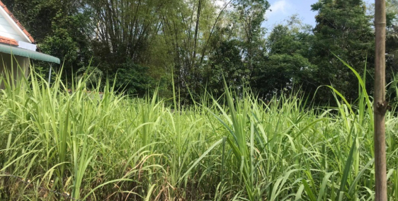 Bán lô đất Bình Hiệp cách quốc lộ 1 A 600m , cách đường chính liên thông 70m