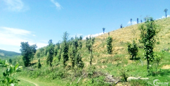 Bán đất vườn giá rẻ tại đức trọng, lâm đồng