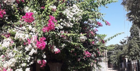 Cần bán nhanh lô đất đẹp khu Tịnh Ấn Tây.