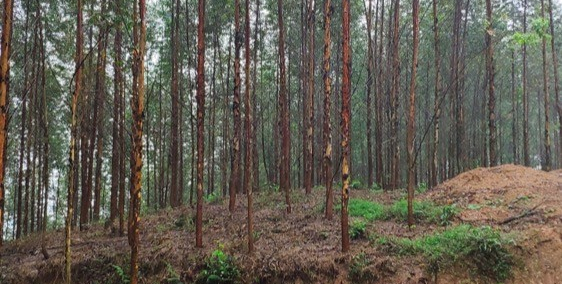 Chính chủ cần bán ngay đất rừng sản xuất , từ 5ha-1000ha , giá 169tr/1ha , shr