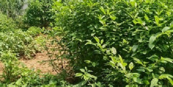 Bán 52 m2 đất nở hậu Lạc Long Quân, Tây Hồ