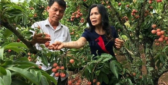 ĐẤT TRỒNG CÂY LÂU NĂM, THỔ CƯ TIỆN KHÁI THÁC LÀM TRANG TRẠI