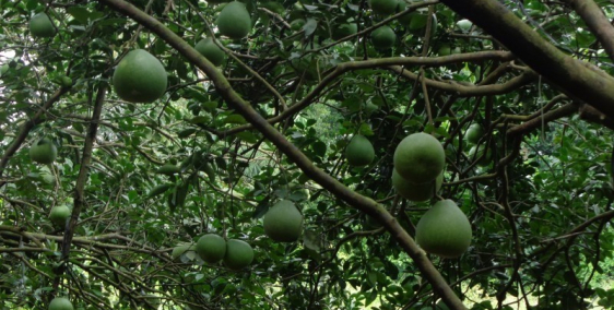 Bán đất cù lao Bạch Đằng - Tân Uyên - Bình Dương