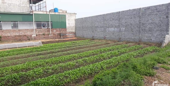 Bán đất Xã Thái Hà - Thái Thụy - Thái Bình