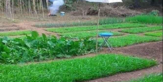 Đất Dầu Tiếng - Bình Dương giá mềm diện tích đẹp