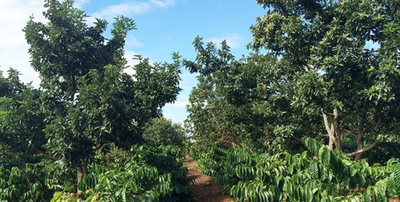 Bán Đất Rẫy Và Thổ Cư Sổ Đỏ 15000m2 Giá 2,3 Tỷ