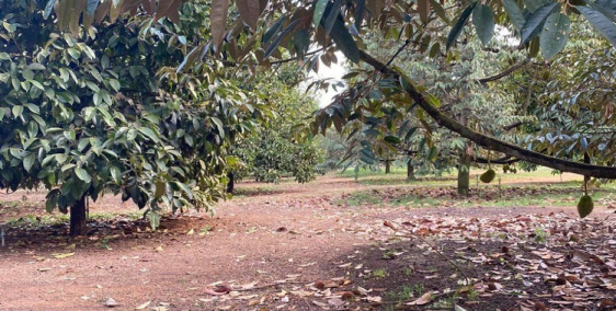 Cần bán đất trồng cây ăn trái,sầu riêng,măng cụt... phân lô tách thửa được.