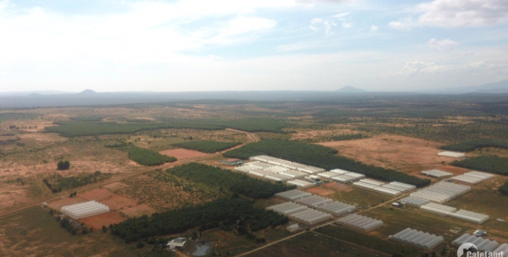 cần bán ngay đất vàng nông nghiệp giá từ 50 ngàn/m2